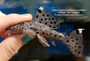 L264 Leporacanthicus joselimi “Sultan” Rio Tapajos 3.5-4” $60.00