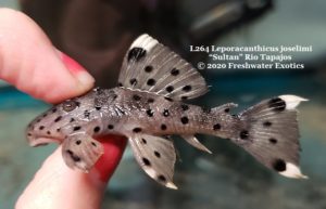 L264 Leporacanthicus joselimi “Sultan” Rio Tapajos 2-2.5" $50.00