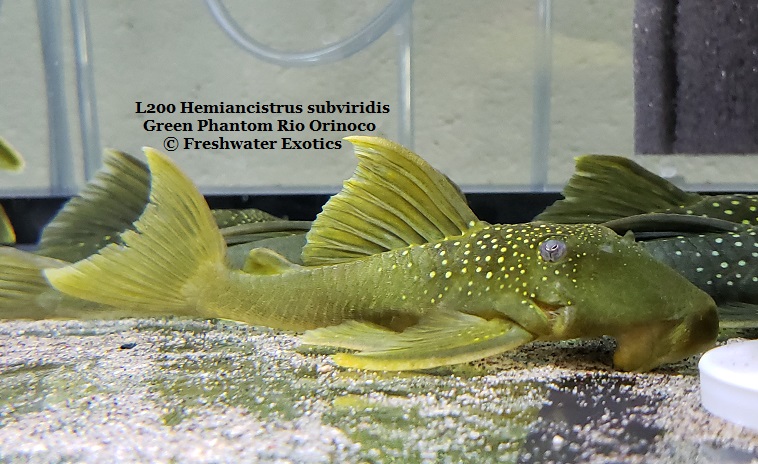 L200 Hemiancistrus subviridis Green Phantom Rio Orinoco 2.5-3" $40.00