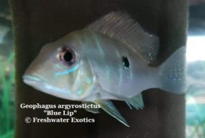 Geophagus argyrostictus "Blue Lip" 2.75” $50.00