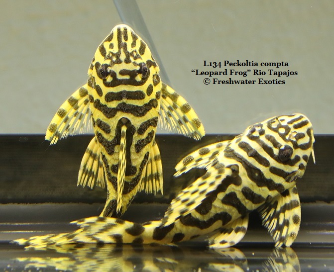 L134 Peckoltia compta “Leopard Frog” Rio Tapajos 2" $75.00, 2.5" $80.00