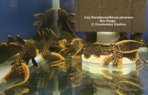L25 Pseudacanthicus pirarara “Scarlet” Rio Xingu 3-3.5” $170.00, 5” $180.00