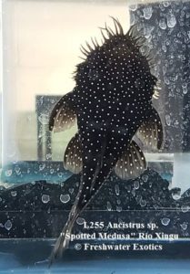 L255 Ancistrus sp. "Spotted Medusa" Rio Xingu 4-4.5" $75.00