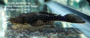 L255 Ancistrus sp. "Spotted Medusa" Rio Xingu 3" $65.00