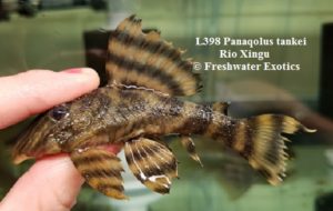 L398 Panaqolus tankei Rio Xingu 3.5” $35.00