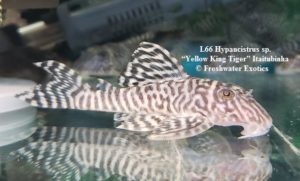 L66 Hypancistrus sp. “YELLOW King Tiger” Itaitubinha 4″ $60.00