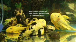 Parancistrus aurantiacus "Yellow Xantos" Rio Tocantins 4" $250.00