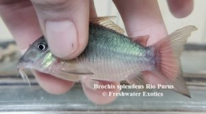 Brochis splendens Rio Purus 2.5” $30.00