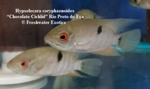 Hypselecara coryphaenoides “Chocolate Cichlid” Rio Preto do Eva 3-4” $40.00
