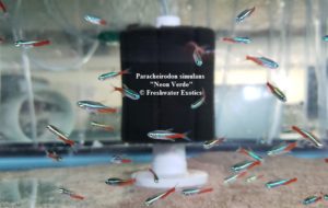 Paracheirodon simulans “Green Neon Tetra” Aiapuá 0.5” $1.00