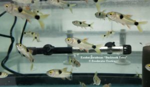 Exodon paradoxus “Bucktooth Tetra” 2” $7.00