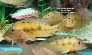 Geophagus pellegrini Rio San Juan 4-6" $70.00