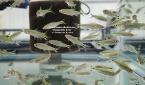 Hemigrammus rhodostomus “Rummynose Tetra” 1” $3.00