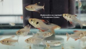 Hyphessobrycon copelandi 1” $2.00