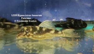 L339 Hypancistrus lunaorum Patacame 3" $35.00