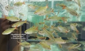 Moenkhausia collettii “Red Tail Tetra” 1.5-2” $6.00