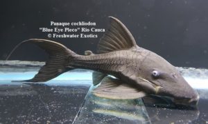 Panaque cochliodon "Blue Eye Pleco" Rio Cauca 6-7” $300.00