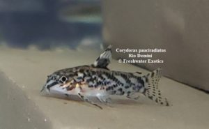 Corydoras pauciradiatus Rio Demini 0.75” $6.00