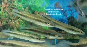 Crenicichla marmorata Rio Paraconi 5.5-6.5” $65.00