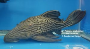 L27 Panaque armbrusteri Rio Tocantins 11” $250.00