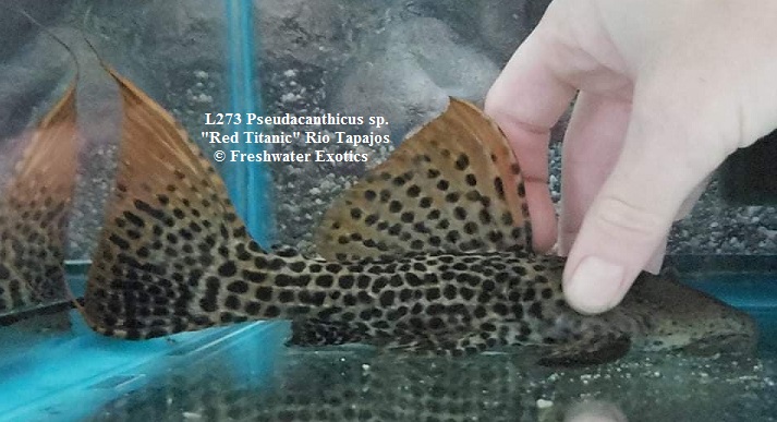 L273 Pseudacanthicus sp. “Red Titanic” Rio Tapajos 8” $275.00 ...