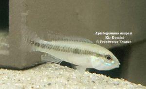 Apistogramma uaupesi Rio Demini 0.5” $15.00