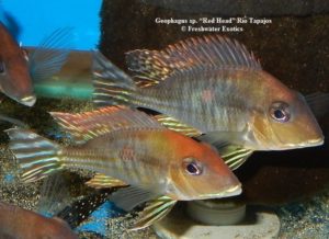 Geophagus sp. “Red Head” Rio Tapajos 2.5" $45.00