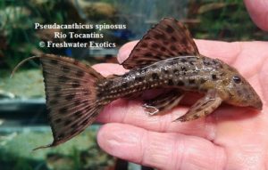L160 Pseudacanthicus sp. Rio Tocantins 6" $160.00