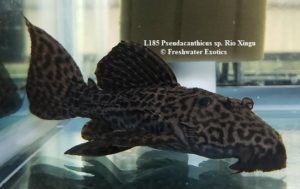 L185 Pseudacanthicus sp. Rio Xingu 8-9″ $175.00