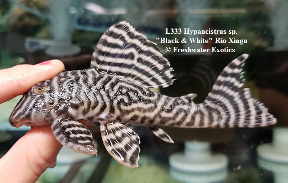 L333 Hypancistrus sp. "Black & White" Rio Xingu 4" $70.00