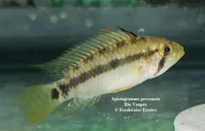 Apistogramma personata Rio Vaupés 1.5-2.5” $35.00