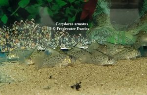 Corydoras armatus 1-1.5" $20.00