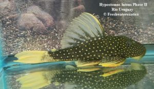 Hypostomus luteus Phase II Rio Uruguay 8-9” $800.00